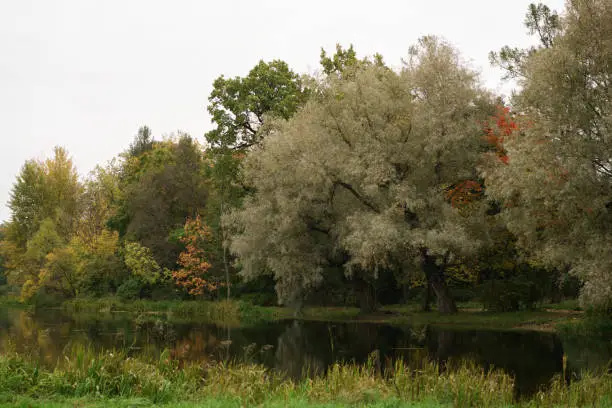 Photo of autumn landscape with beautiful colored trees near pond