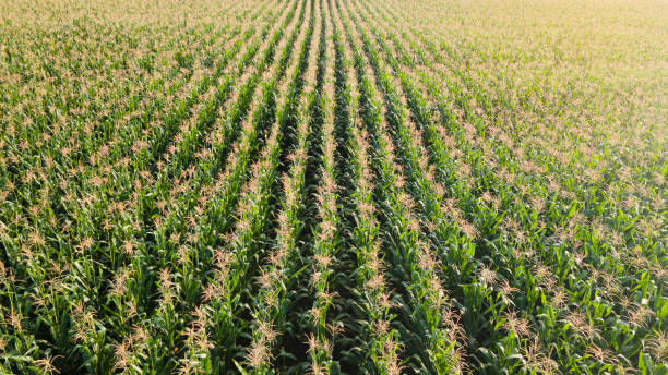 istock corn fiele plantation,airial view 1489760218