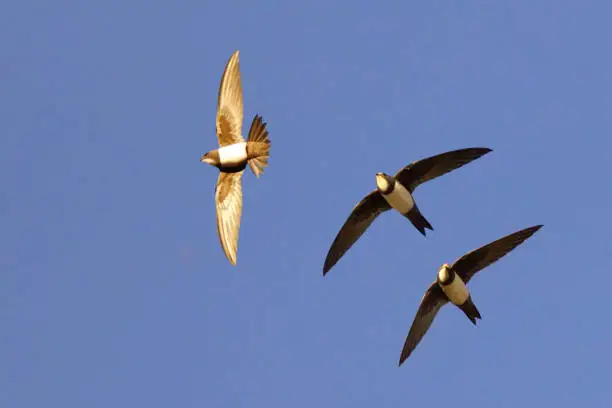 photomontage of three photographs of the same animal (alpine swift) taken in one second in which the importance of light in these shots is evident