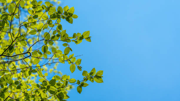 istock Green leaves of a beech tree 1489760585
