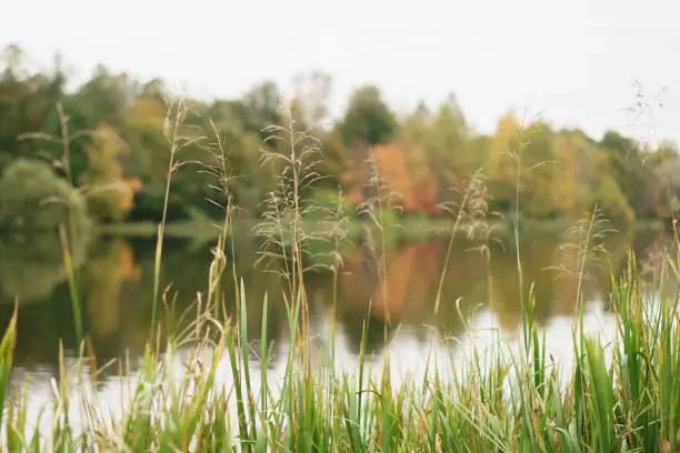 Photo of wild grass on pond in autumn season
