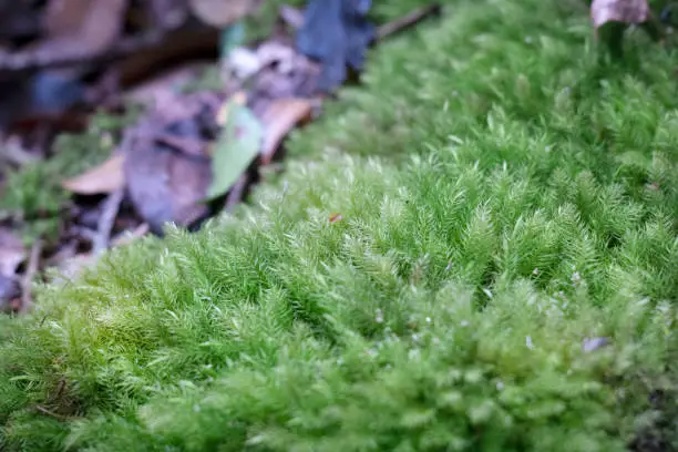 Close up green moss on the floor