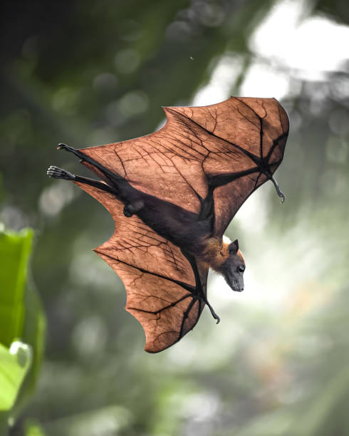 Close-up photo of bat with blurred background