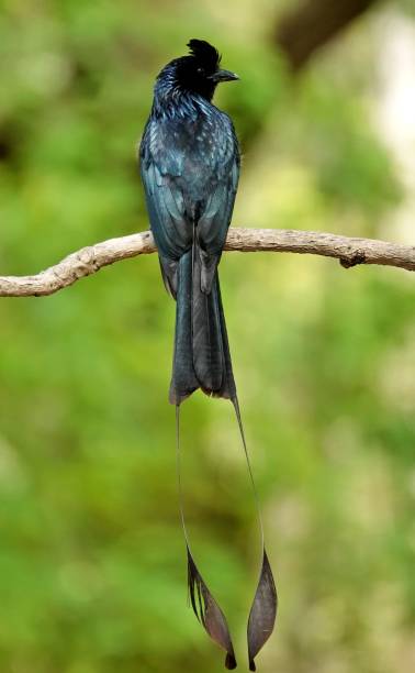 istock Greater racket-tailed drongo perched on a tree branch. Dicrurus paradiseus. 1489760903