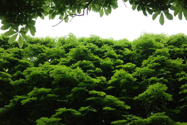 Up view two rows trees stock photo
