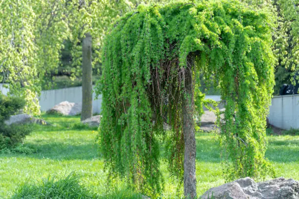 Photo of Coniferous tree of stiff weeping japanese larch in spring park. Deciduous larix kaempferi.