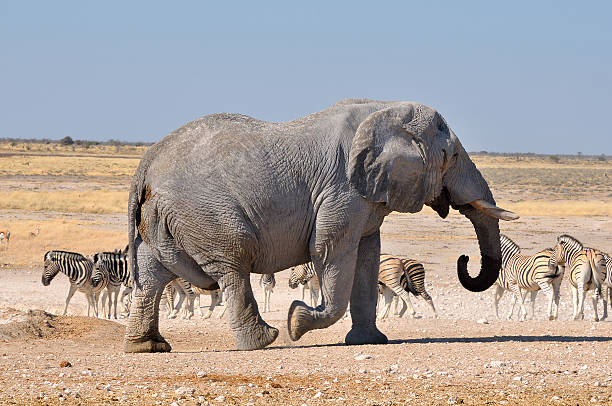 istock Elephant, Etosha National park, Namibia 148976276