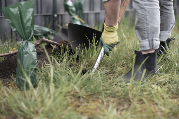 istock a person plants trees in the garden. Ecology concept 1489763539