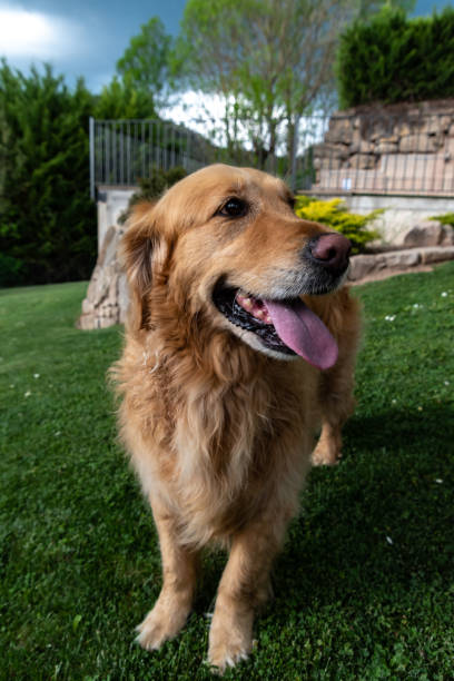 istock portrait of a dog 1489766273