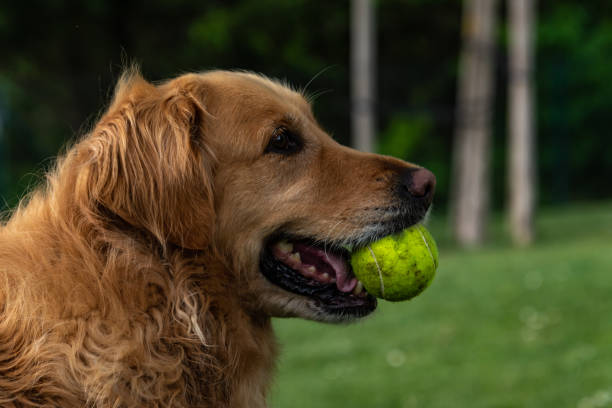 istock portrait of a dog 1489766279