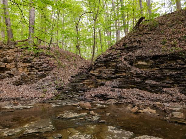 Highbanks Metro Park Stony Creek and Tall Spring Trees