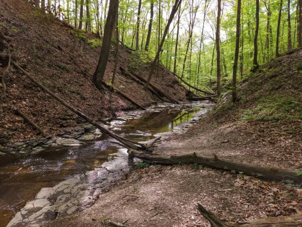 Highbanks Metro Park Sunny Spring Forest Stream