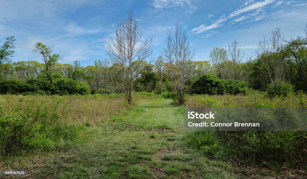 Spring Grassy Path Highbanks Metro Park Grassy Path Between Two Spindly Spring Trees Stock ...