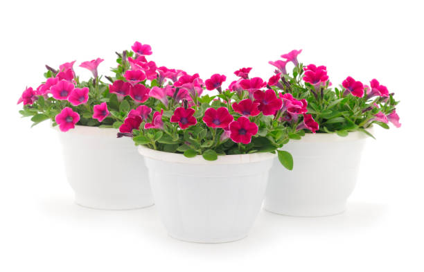 istock Beautiful flower petunia in pot. 1489767498