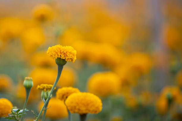 istock Close up beautiful yellow marigold flowers 1489767551
