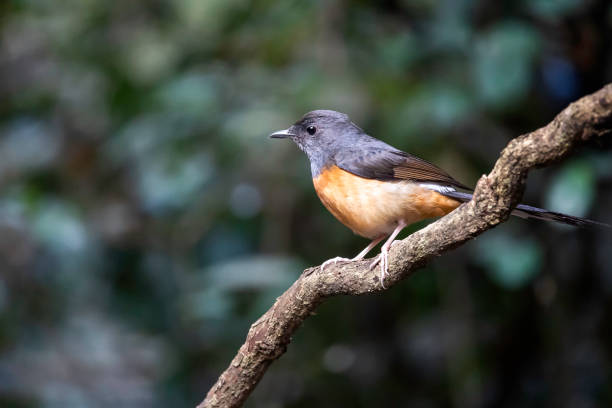 istock Indochinese Blue Flycatcher resting on tree branch 1489767694