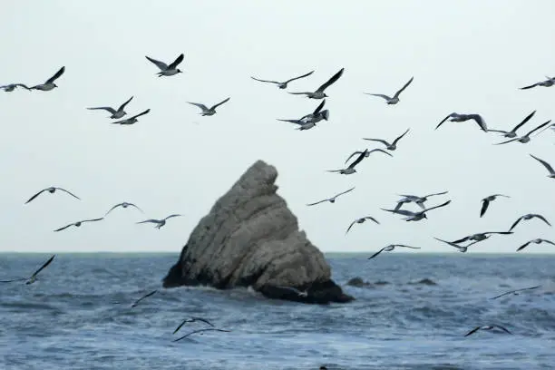 rock surrounded by seagulls