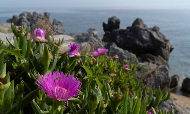 istock Flowers on the shores seaside 1489769128