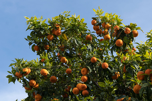 A large healthy citrus tree covered with fruits on the shores of the Aegean Sea in Greece