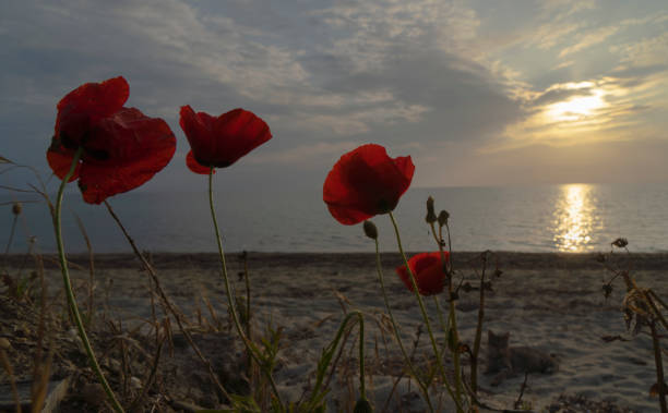 istock Flowers on the shores seaside 1489769181