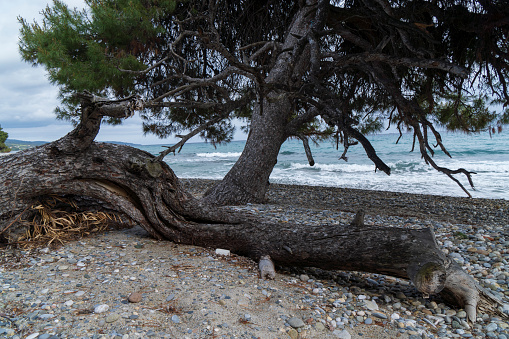 A piece of dried wood thrown by the sea on the shore of the Aegean Sea
