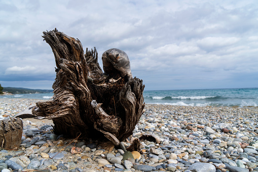 A piece of dried wood thrown by the sea on the shore of the Aegean Sea