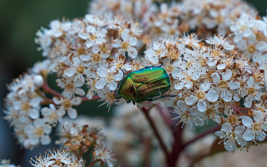 Bronze beetle sits on a flower in the spring by the sea