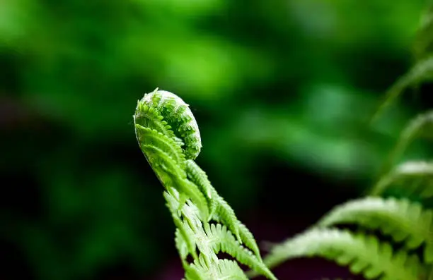 Photo of young fern leaf. nature background