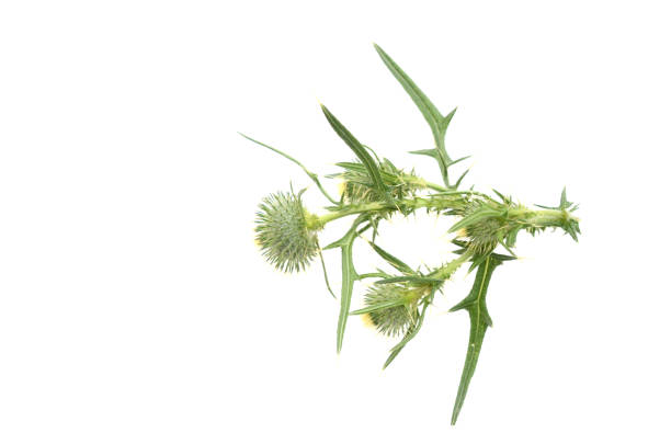 Flower of wild milk thistle flower silybum marianum garden