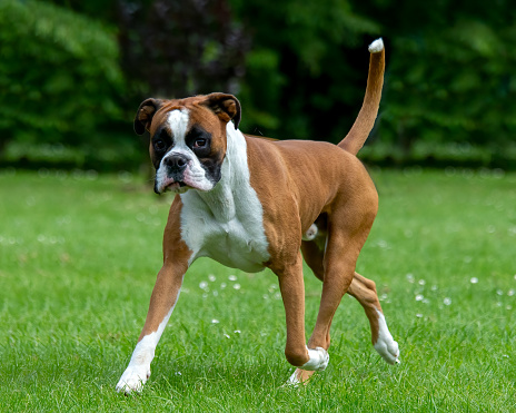 A purebred Boxer dog standing outdoors looking at camera at sunset with a bright sunbeam in the background