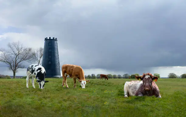 Cattle grazing on open pasture flanked by disused Black Mill, trees, and overcast sky  threatening rain in Beverley, Yorkshire, UK.