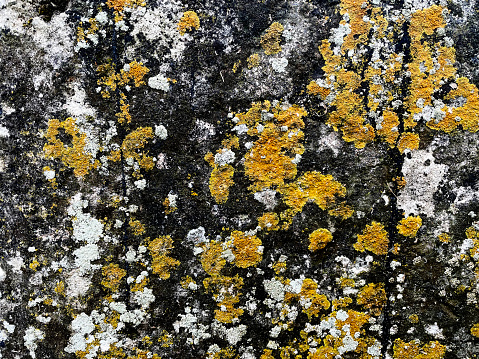 Yellow and white lichen on black stone