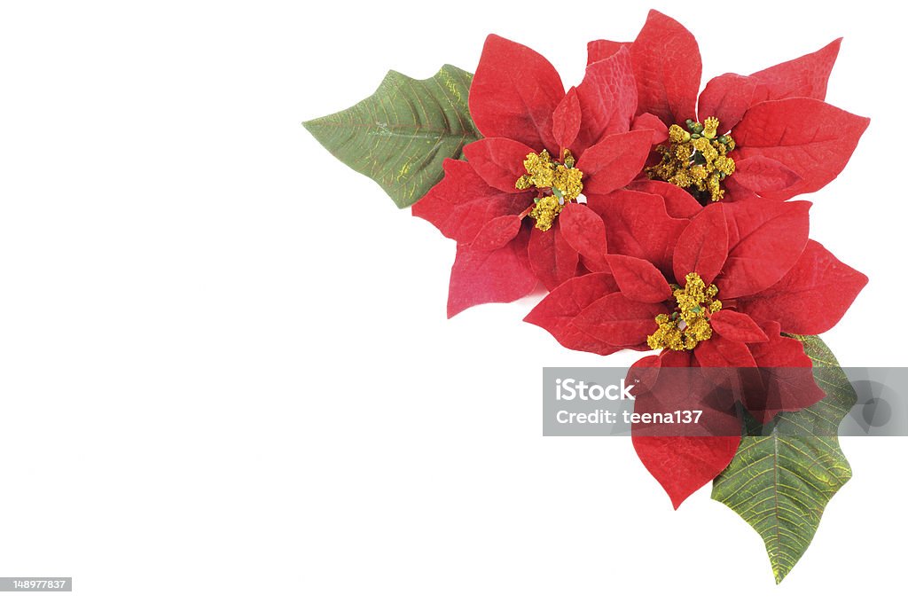 Poinsettias Blume - Lizenzfrei Bildhintergrund Stock-Foto