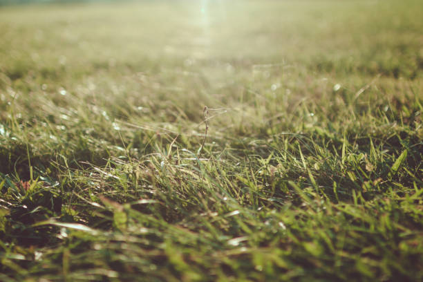 istock Green grass at sunset close-up. Wallpaper 1489778958