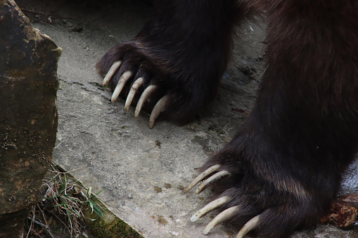 Front claws of a grizzly bear