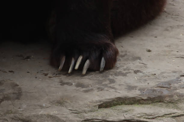 istock Paw of a Grizzly 1489779706