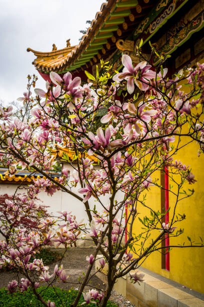 istock Tree in blossom, Zurich, Switzerland 1489781535