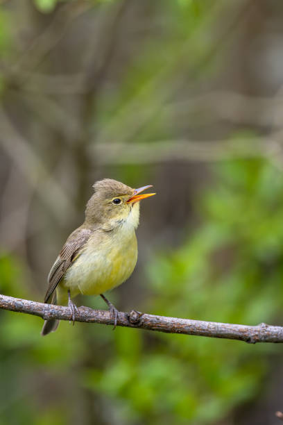 istock Singing bird on a branch. Icterine warbler, Hippolais icterina. 1489781844