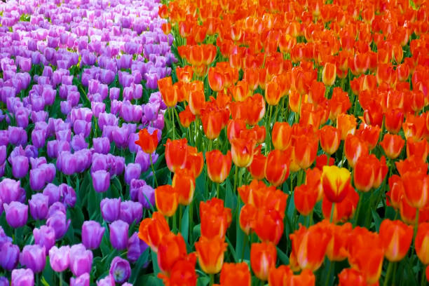 It is a beautiful landscape in the Netherlands, a famous tourist attraction.