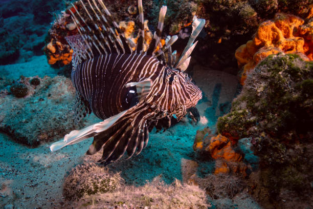 istock Close-up lionfish crawling among sponges 1489784049