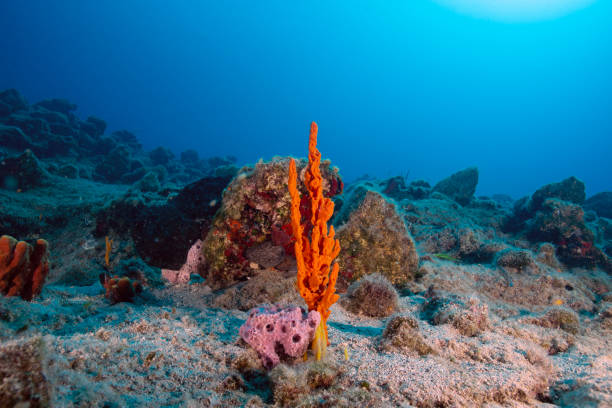 istock Wide angle view underwater with sponges and rocks 1489784100