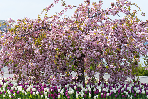 Flowers sakura and tulips grow in city park. Branches of pink japanese cherry and stems of white purple tulips beautiful floral pattern. Flower carpet from buds prunus serrulata and bulbous ornamental