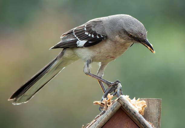 istock A Northern Mockingbird on the backyard deck 1489786084