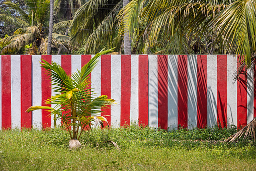 Red and white fence in a coconut plantation in Madampe in the North Western Province in Sri Lanka