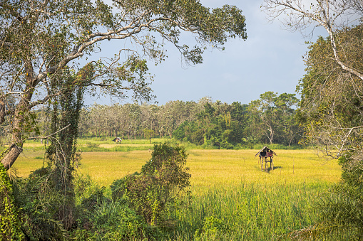 Rice field with a small hut for keeping outlook for wild elephants, which is a common problem all over Sri Lanka - this picture is taken in the North Central Province