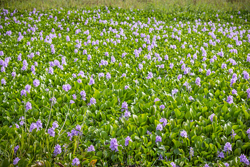 Pond covered with common water hyacinths, Pontedeiria crassipes which is a invasive plant in Sri Lanka