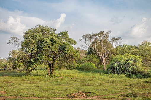Typical open landscape in an area where there are wild elephants in Dambulla in the Central Province in Sri Lanka