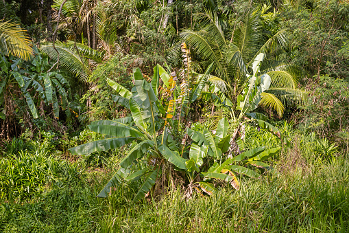 Banana trees in a natural hedge outside the Wilpattu Natural Park in the North Central Province in Sri Lanka