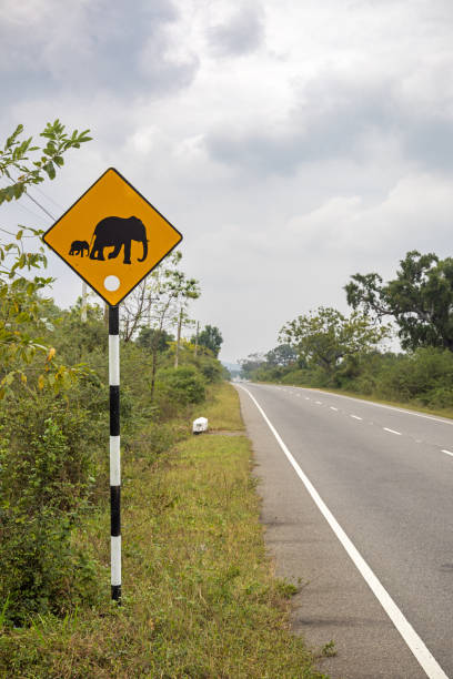 istock Road sign warning against wild elephants 1489787104