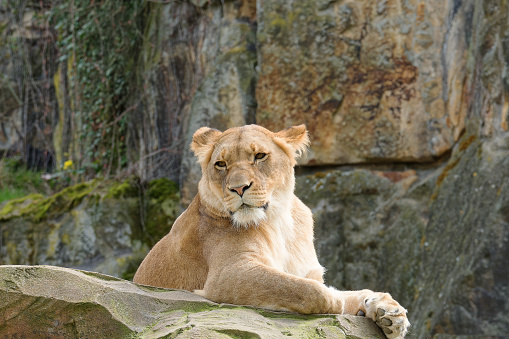 Public park with animals. Lioness on a ledge of a rock.